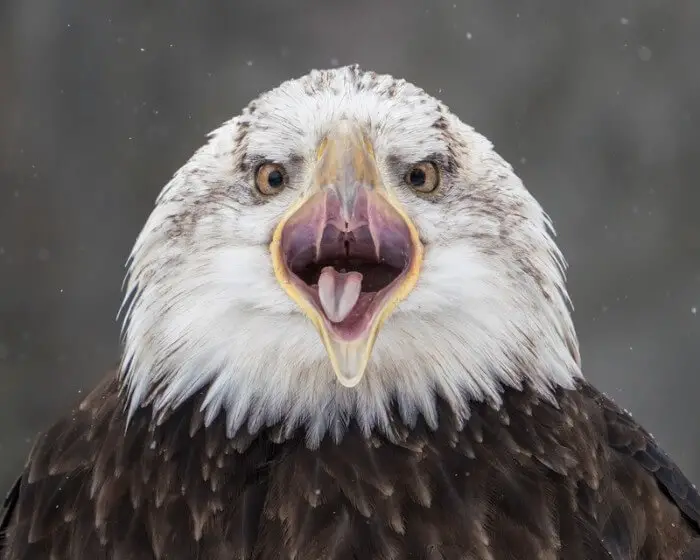 bald eagle screeching