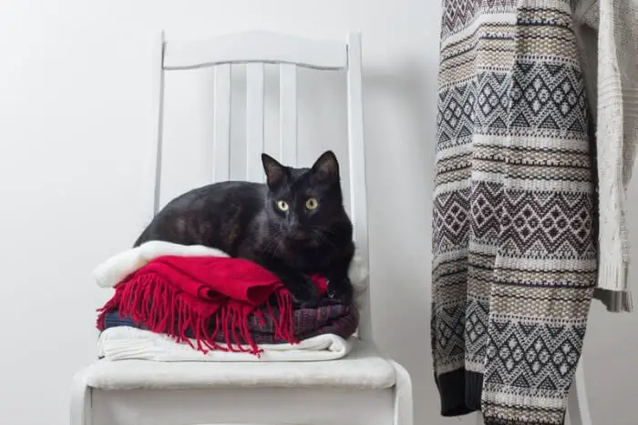 black cat peeing on clothes