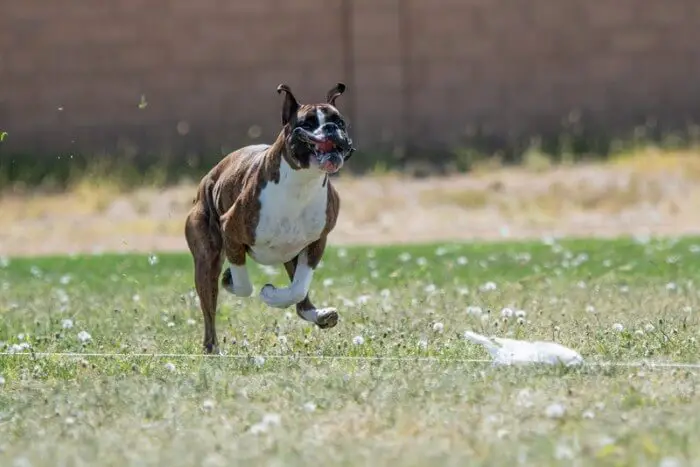 boxer dog chasing a cat