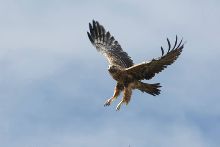 a buzzard flying