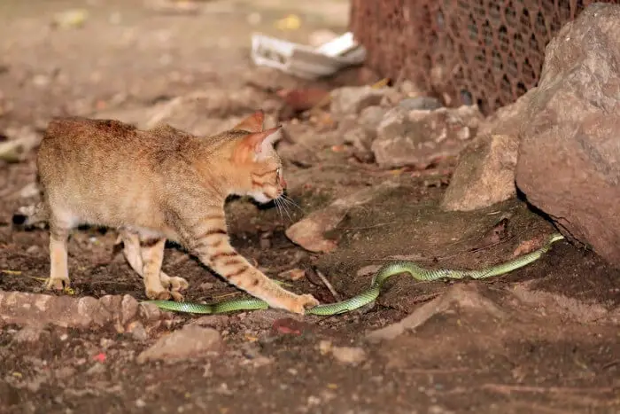 cat fighting small snake