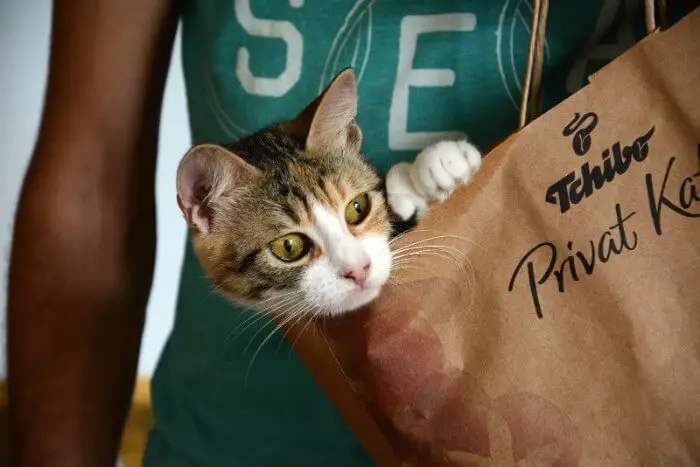 cat-in-a-paper-bag