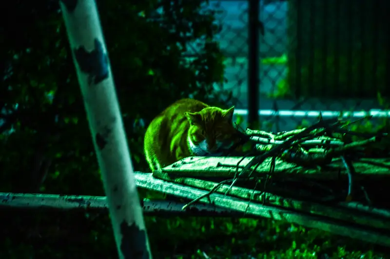 cat outdoors at night