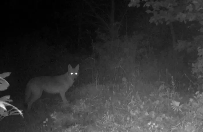 coyote prowling at night