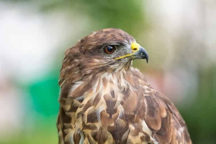 do buzzards eat cats