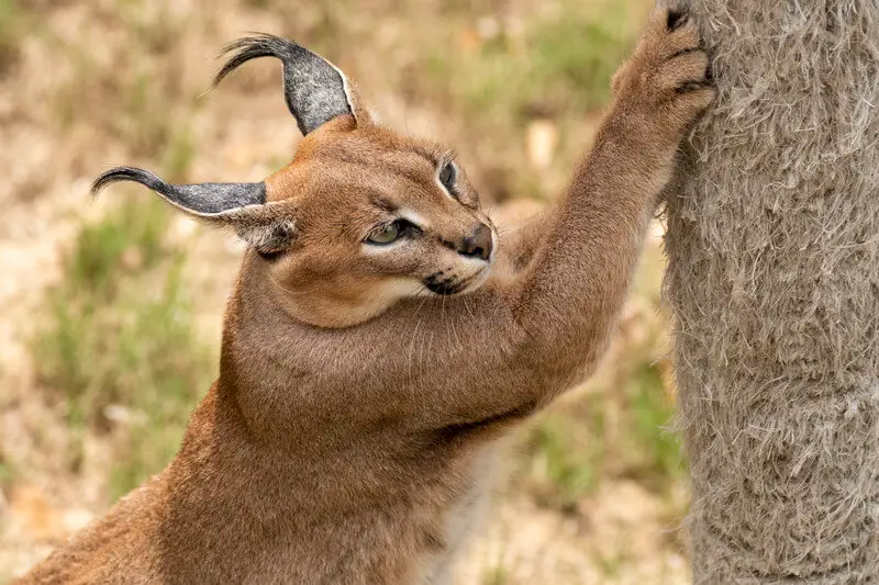 mountain lion sharpening its claws