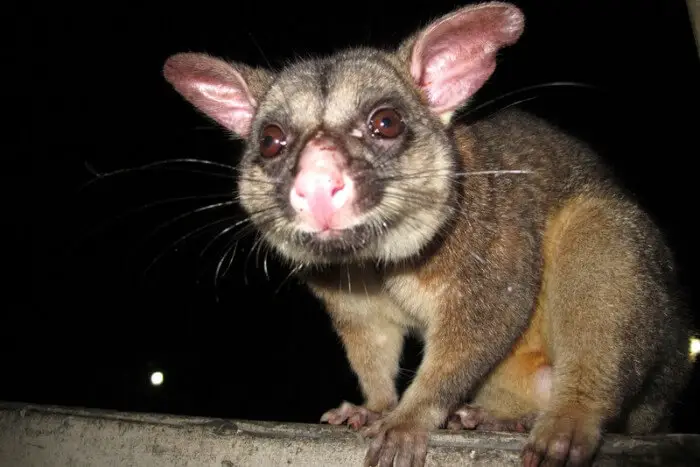 do possums eat cats