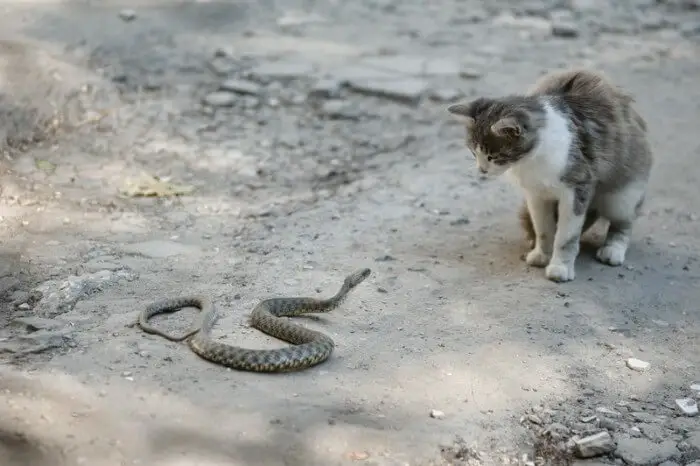 do snakes eat cats?