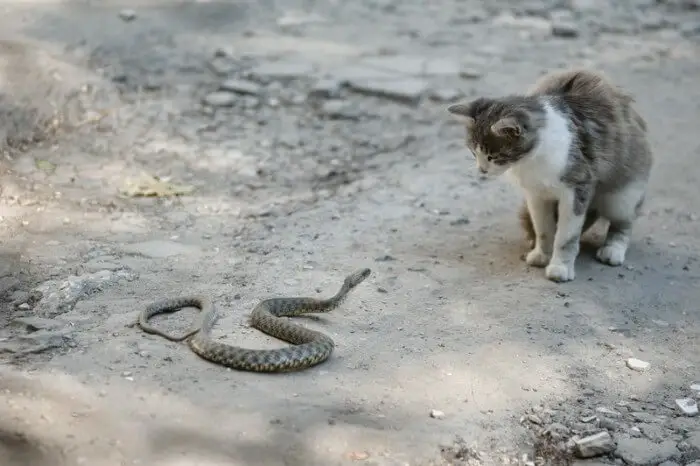 57+ Cat v brown snake Funniest Cats Ever