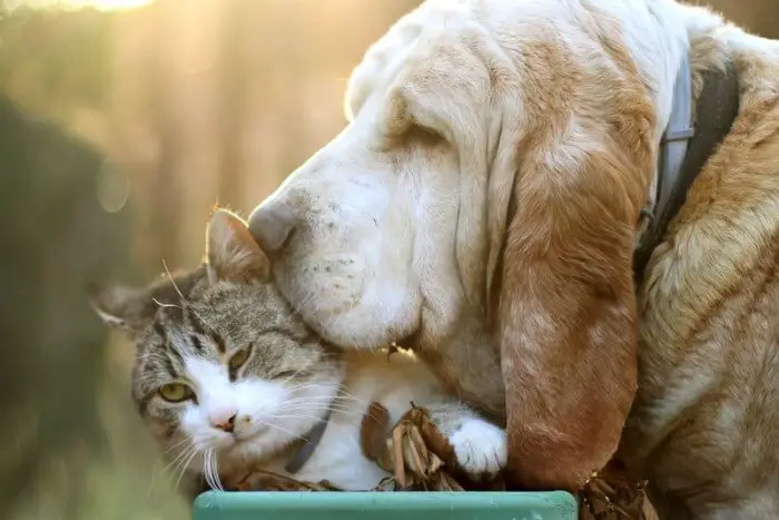 dog and cat hugging