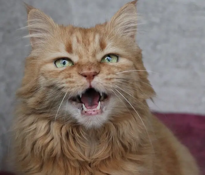 an elderly cat howling