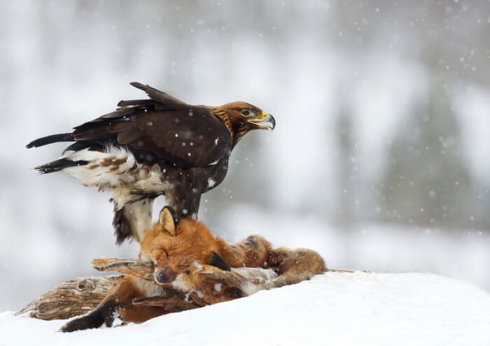 golden eagle feeding on a fox