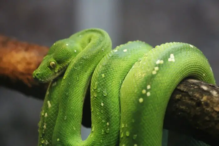 a green python