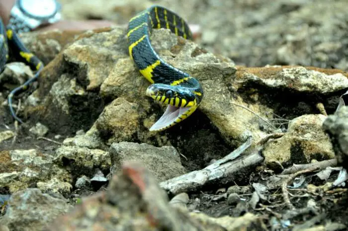 mangrove snake