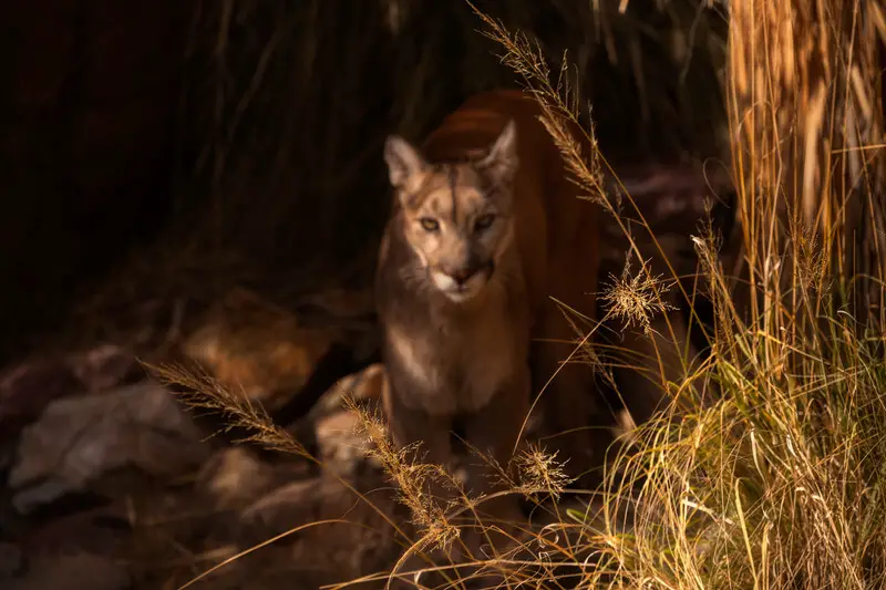 do mountain lions eat cats