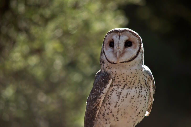 owl looking for something to hunt