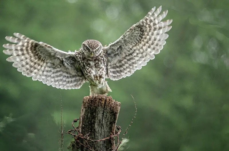 53 HQ Images Do Horned Owls Eat Cats - Hawks Face Off With Nesting Owl ...