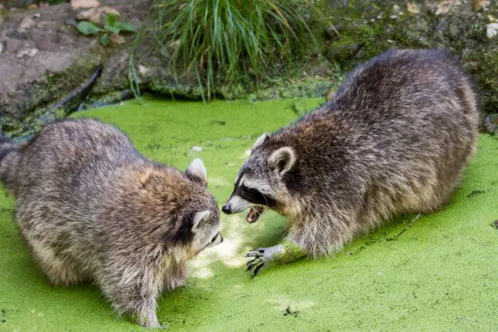 2 raccoons fighting