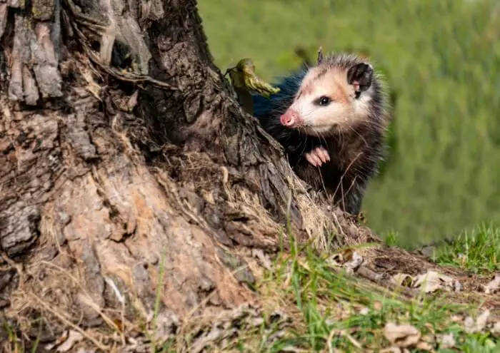 small possum behind a tree