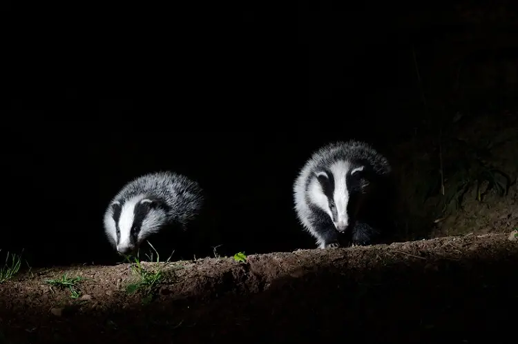 two badgers at night