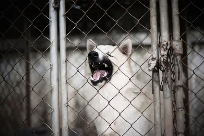 white dog baring teeth as it barks