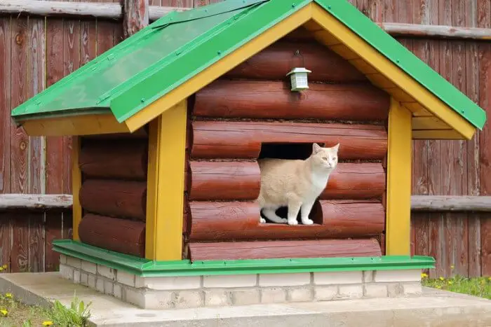 cat in its outdoor cat house