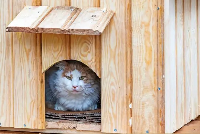 cat in wooden hut hiding from the wind