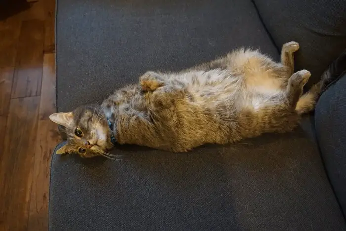cat exposing their belly