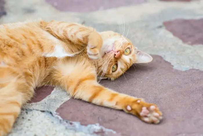ginger tabby cat lying on back