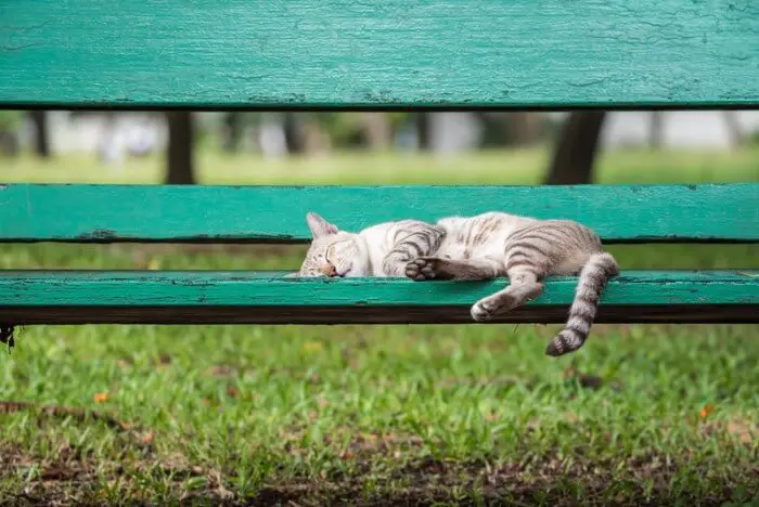 old cat relaxing on green bench