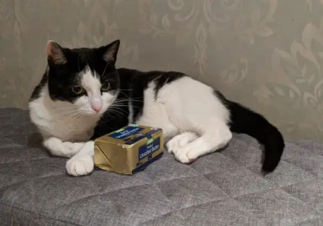 Can Cats Eat Butter? 