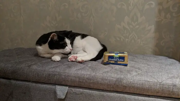 cat sniffing butter