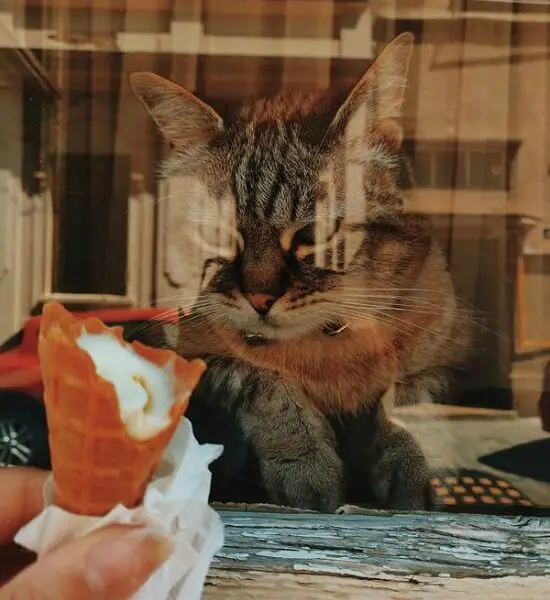 can cats eat ice cream