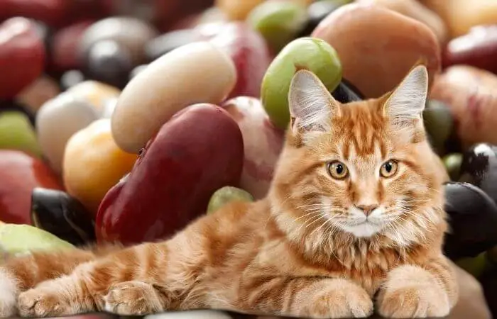 can cats eat kidney beans