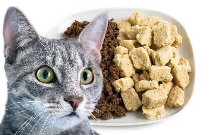 can cats eat quorn?