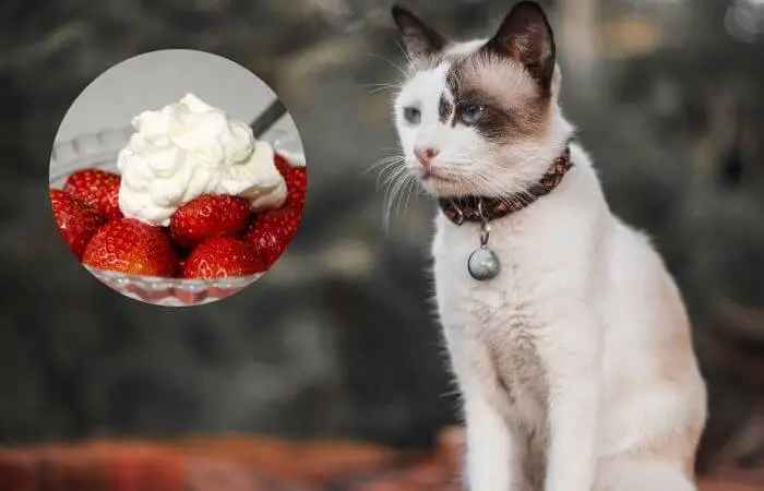 can cats eat whipped cream