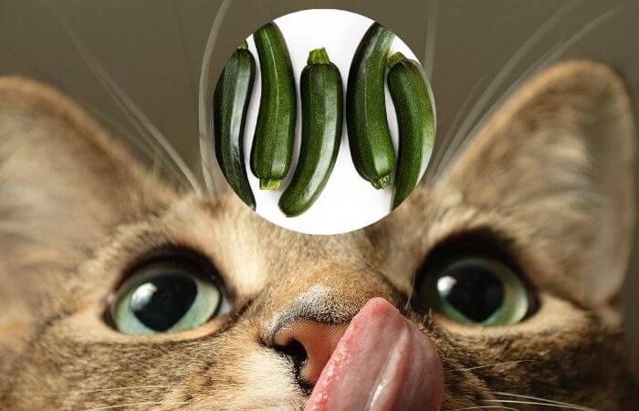 can cats eat zucchini