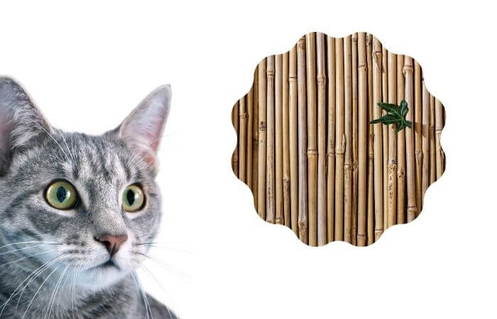 cat and bamboo flooring