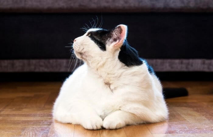 cat and hardwood flooring