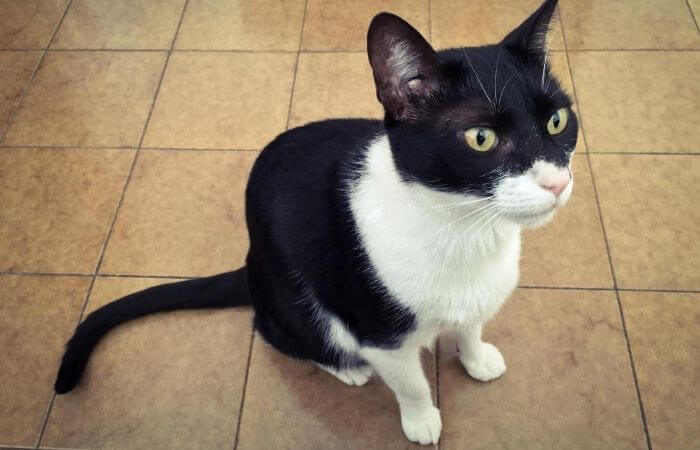 cat and tiled flooring