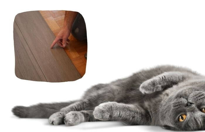 cat and vinyl flooring
