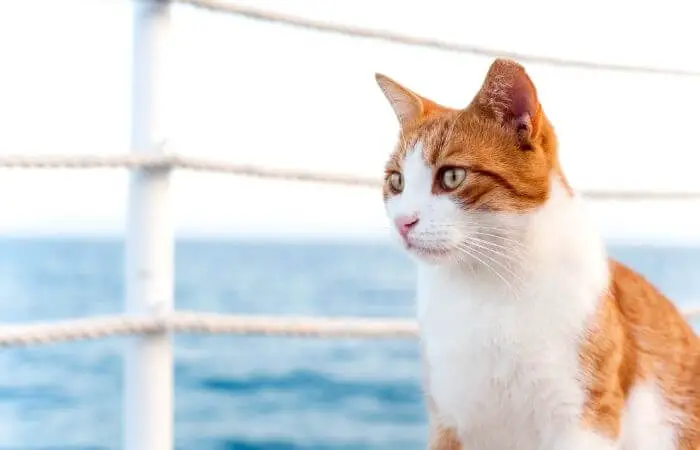 cat by the sea
