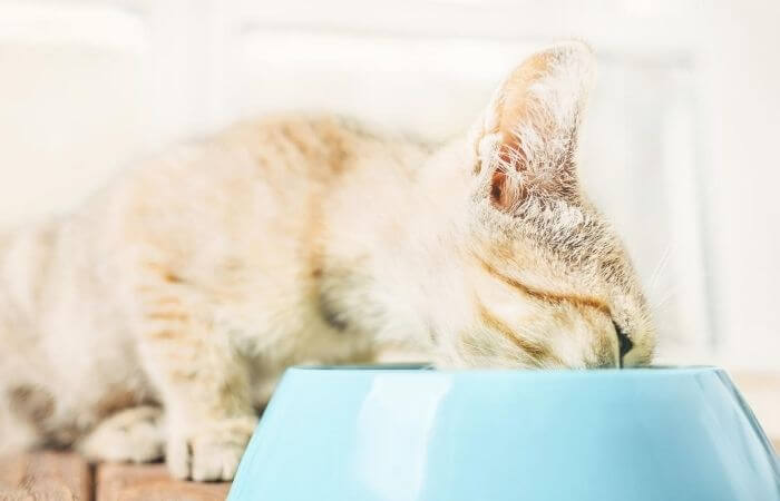 cat eating from a blue bowl