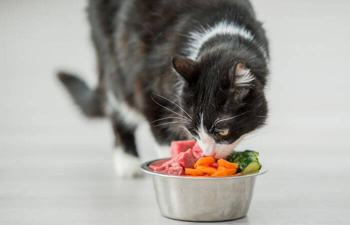 cats can experience whisker trauama from a small bowl