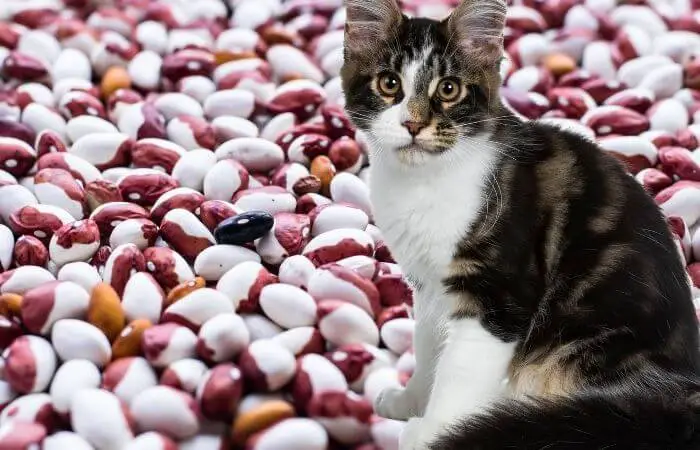 cat sat on bed of kidney beans