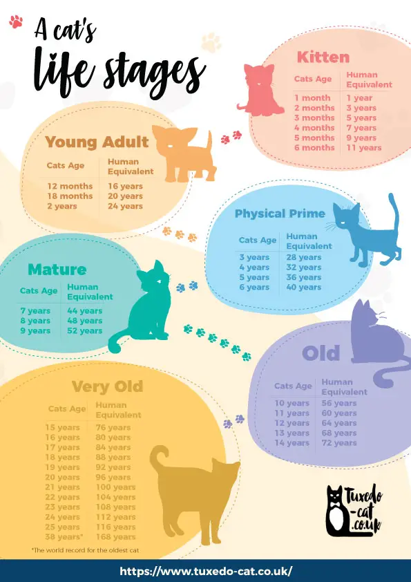 how old is 4 years old in cat years