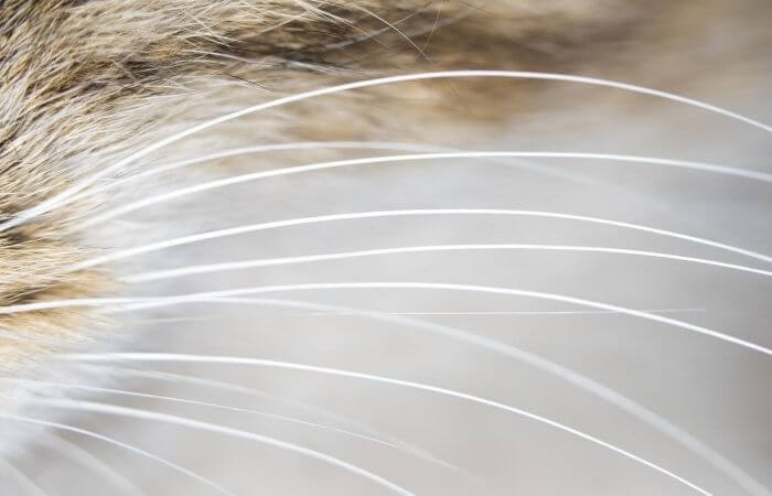 cats whiskers