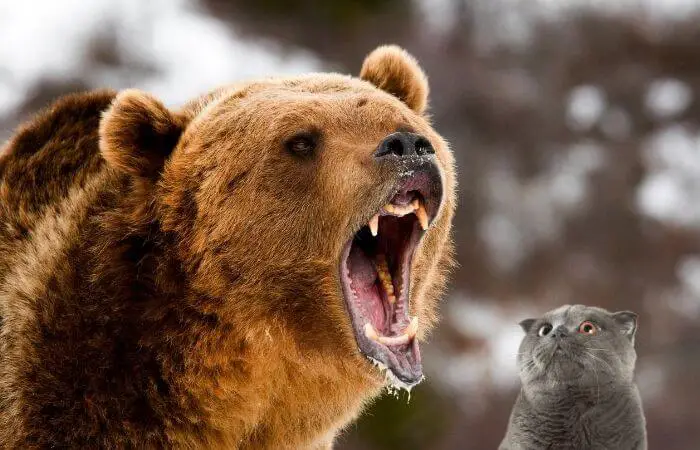 do bears eat cats