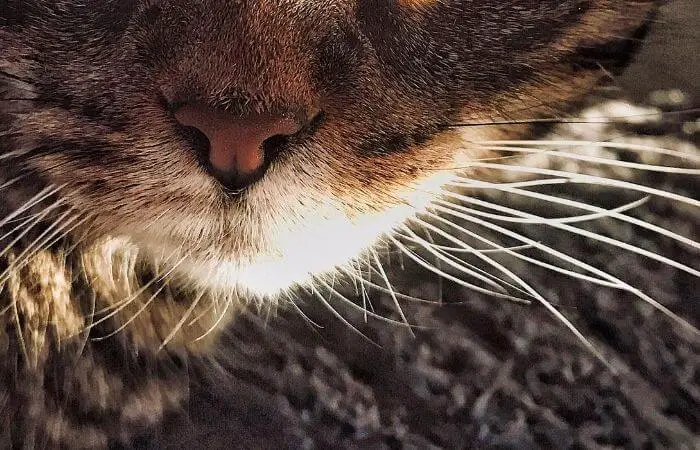 cats whiskers