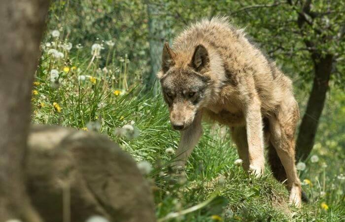 hunting wolf